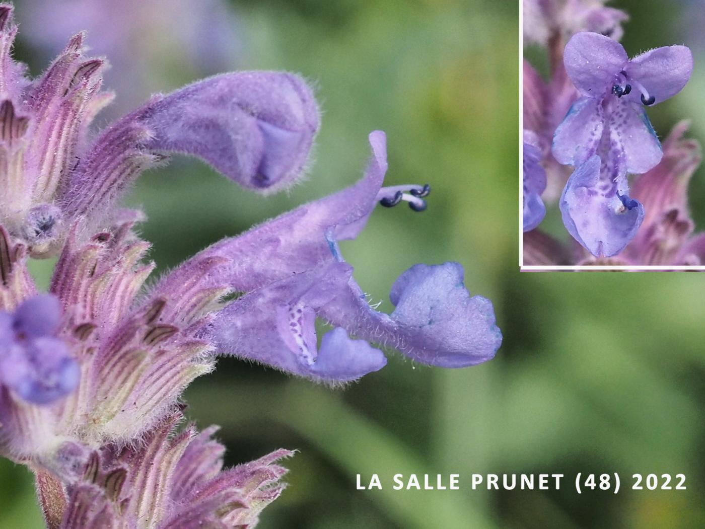 Catmint flower